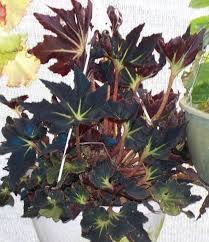 Begonia Black Velvet Hocking Velvet Rhizomatous Heavy Substanced Deep Bronzed Starburst Leaves With Dark Shimmery Surfaces Accented With Deep Carmine Re
