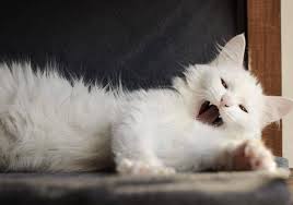 The turkish angora cat breed originates in the 1400's from western turkey, near ankara which was formally named angora. Are Turkish Angora Cats Friendly Petskb