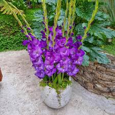 Image result for Gladiolus pretoriensis