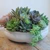 Here is a two week time lapse of a peruvian torch cactus. Https Encrypted Tbn0 Gstatic Com Images Q Tbn And9gcsvxl1uzs2nns7dqqiquf Vlv0hivysw6hqqihegna Usqp Cau