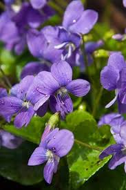 The Secret Meaning Behind Your Birth Flower Bijoux En Pierre Naturelle Belles Fleurs Boutique De Bijoux