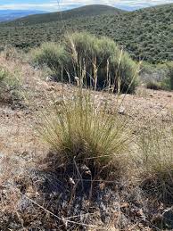 Image result for Eriosema ukingense