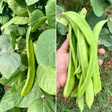 Image result for Canavalia ensiformis