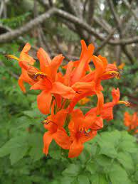 Check spelling or type a new query. Tecoma Capensis Wikipedia