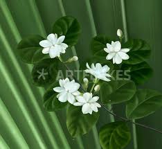 Sampaguita Graphic Illustration Art Prints And Posters By Pintado Artflakes Com Filipino Tattoos Hawaiian Tattoo Sampaguita