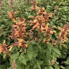 Check spelling or type a new query. Clematis Bernadine Buy Clematis Perennials Online
