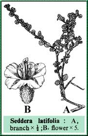 Image result for Seddera