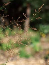 Image result for Agrostis kilimandscharica