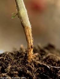 Image result for tomato seedling botrytis