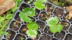 General, are dened with little accuracy or information about micronutrient fertilization for. How To Grow 21 Amazing Fruit Trees From Seed The Grow Network