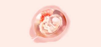 11 Ssw Symptome Schwangerschaft Entwicklung Pampers