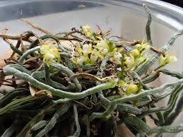 Image result for Taeniophyllum