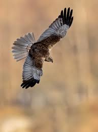 Fant meg en ny leik her om dagen :) syv tiur på plassen og noen høner som  satt i trærne. Plutselig var tiuren borte i et minutt eller så, for å hente