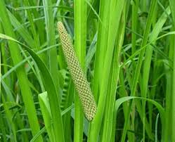 Image result for Calamus deerratus