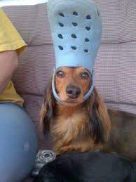 If you're looking for more funny content, try voting for your favorite cat meme of the decade. This Dog With A Croc On His Head Looks Like The Pope Aww