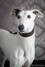 Black And White Greyhound Rosie Greyhound Greyhound Black And White Dog I Love Dogs