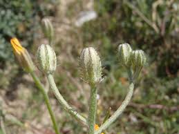 Image result for Crepis newii