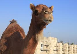 During the years i was making and selling products, i sold warning: Dromedaries The Smile Of The Desert Med O Med