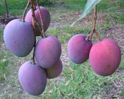 Maybe you would like to learn more about one of these? Tropical Fruit Tree Sale Features Varieties Suited To Brevard