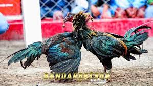 Ciri Khas Ayam Peru Asli Berkualitas Super Unggulan Idaman Botoh Tua Ayam Ayam Thailand Filipina