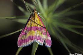 Image result for Pyrausta sanguinalis