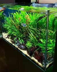 Vivarium Plants Amphibians Fresh Water Fish Tank Freshwater Aquarium Fish Aquarium Fish
