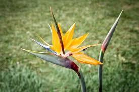 Image result for Strelitzia alba