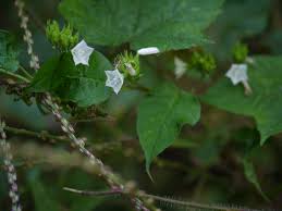 Image result for Jacquemontia paniculata