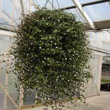 Department of agriculture plant hardiness zones 9b through 13, although this american native is grown as a house plant in other areas. I Love This Plant Usually I Get Two Every Year Well Not This Year But I Love It It Is Called The Weddin Bridal Veil Plant Hanging Plants Indoor Plants