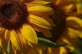 Male Female Parts Of The Sunflower Plant Planting Sunflowers Flowers Amazing Flowers