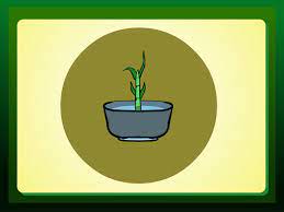 How To Propagate Lucky Bamboo Lucky Bamboo Making Plant Pots Bamboo Plants