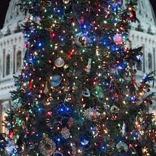 Maybe you would like to learn more about one of these? Are Christmas Trees Pagan Inside The Origins Of The Evergreen Tradition