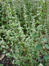 Image result for Aerva leucura