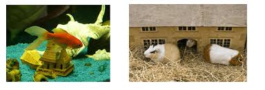 Pet of the year names are in bold type and are typically featured in the january issue of the year for which they are selected. List Of Pet Animals Javatpoint