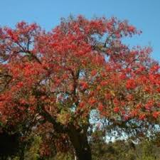 Image result for Erythrina falcata
