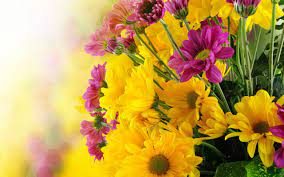 Pinkish coloured flower.jpg 2,322 × 4,128; Pink And Yellow Flowers Wallpapers Top Free Pink And Yellow Flowers Backgrounds Wallpaperaccess