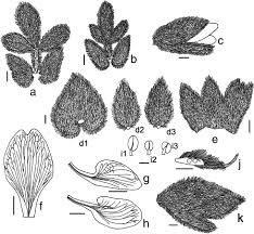 Image result for Melolobium