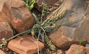 Image result for Ledebouria luteola