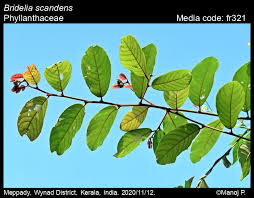 Image result for Bridelia ripicola