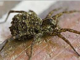 Maybe you would like to learn more about one of these? Palm Sized Spider Found At Southern Ohio Preserve The Blade