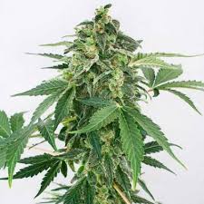 The world meteorological organization manual of codes includes a classification of horizontal obscuration into categories of fog, ice fog, steam fog, mist, haze, smoke. Haze Auto Seeds Delicious Seeds