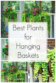 Maybe you would like to learn more about one of these? The Best Plants For Hanging Baskets On Front Porches