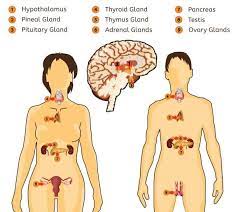 Endocrine System Image Vector Art Illustration Endocrine System Endocrine Human Body Vocabulary