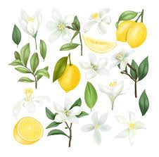 With persistence, you will begin to see also keep in mind that although fruit may be present, give a few months for the fruit to mature completely before. Free Vector Blank Lemon Tree Card