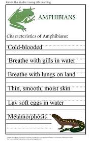 Animal Classification Amphibians Animal Classification Amphibians Amphibians Activities