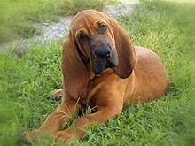 Both bloodhound and austrian black and tan hound are having almost same height. Bloodhound Wikipedia
