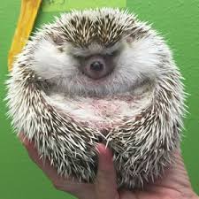 Pet hedgehogs thrive best on a diet high in proteins, low in fats and rich in chitin. Care Feeding Of Hedgehogs Avian And Exotic Animal Hospital