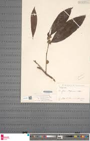Image result for Dichapetalum madagascariense