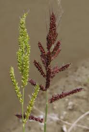 Image result for Echinochloa frumentacea
