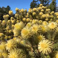 Image result for Phylica